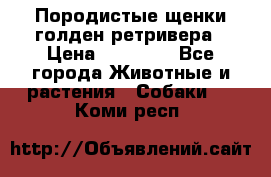 Породистые щенки голден ретривера › Цена ­ 25 000 - Все города Животные и растения » Собаки   . Коми респ.